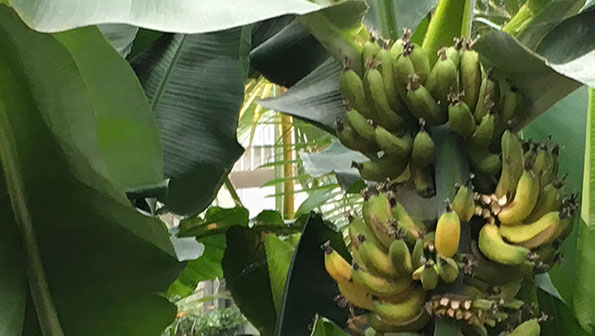 Bananpalme i Bovieran