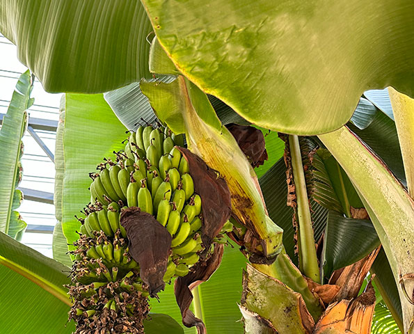 Bananpalme i Bovieran Solrød